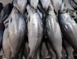 7 Ikan Tinggi Protein untuk Mencegah Stunting, Dukung Tumbuh Kembang Anak Optimal