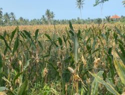 Petani Desa Kloposawit Menangis Tiga Kali Tanam Puluhan Hektar Lahan Sawah Gagal panen – BeritaNasional.ID