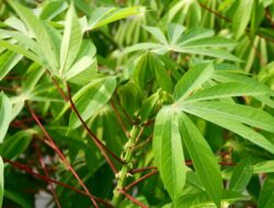 Apakah Mengonsumsi Daun Singkong Berlebihan Menyebabkan Kadar Asam Urat Naik?