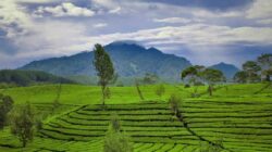 15 Destinasi Wisata Kebun Teh di Indonesia, Nomor 7 Tempat Syuting Film Petualangan Sherina